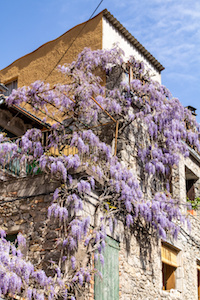 Quelles plantes grimpantes pour magnifier vos terrasses et balcons ? 